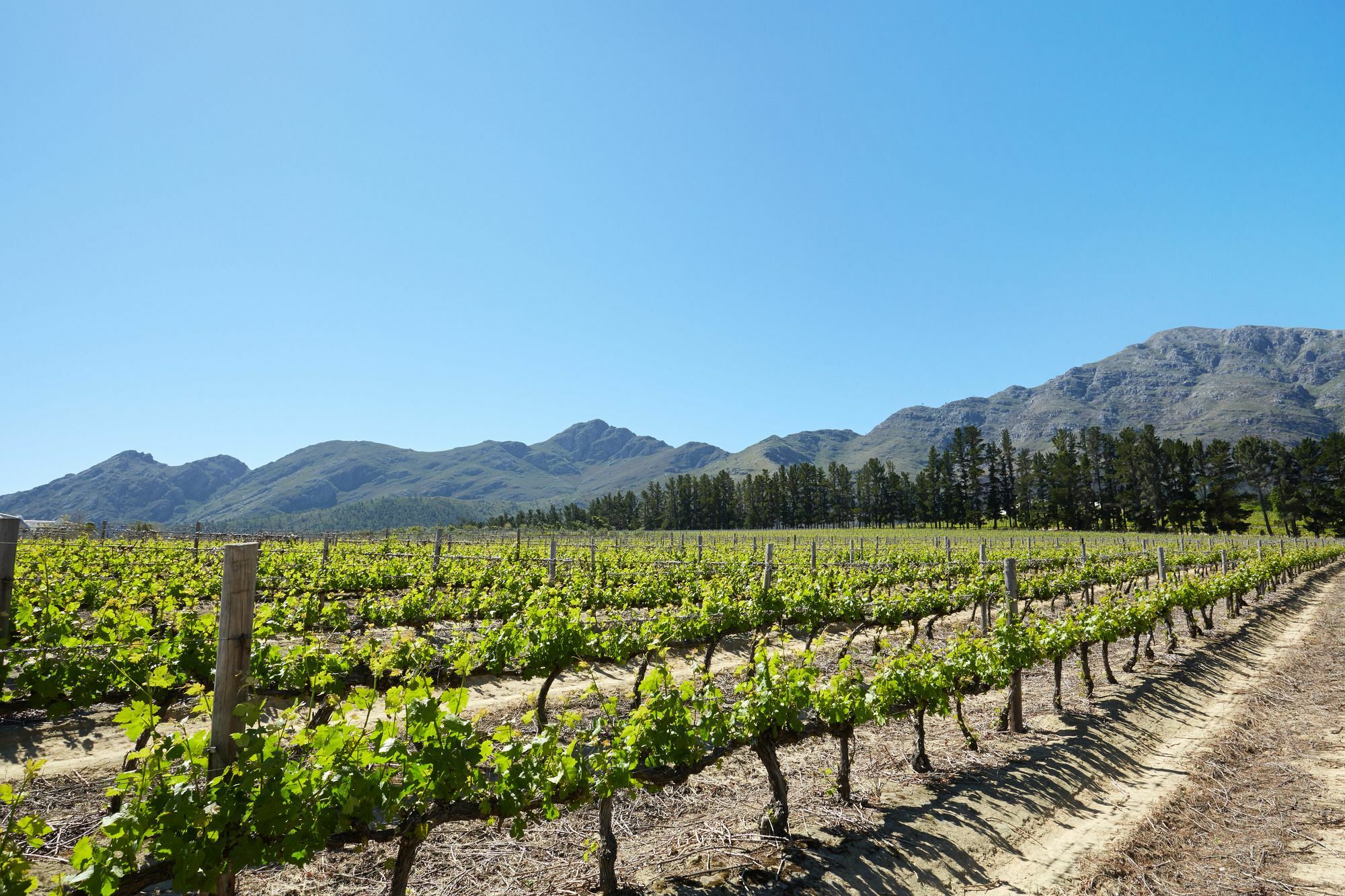 La Cotte Forest Cottages Franschhoek Buitenkant foto
